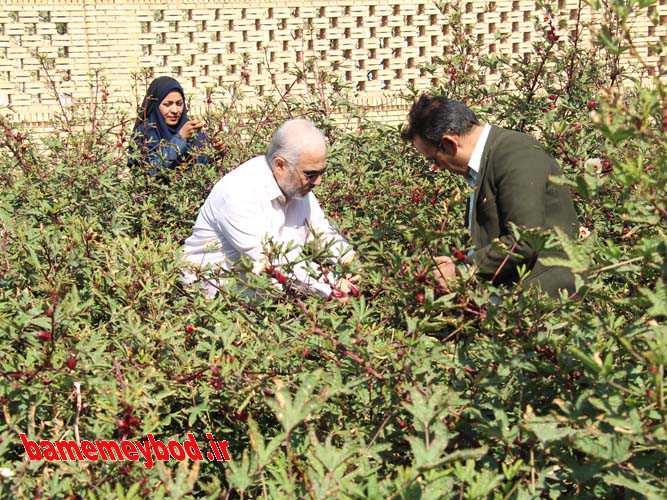کاشت گیاهان دارویی کم آبخواه  در میبد