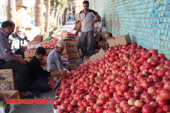 جشنواره انار