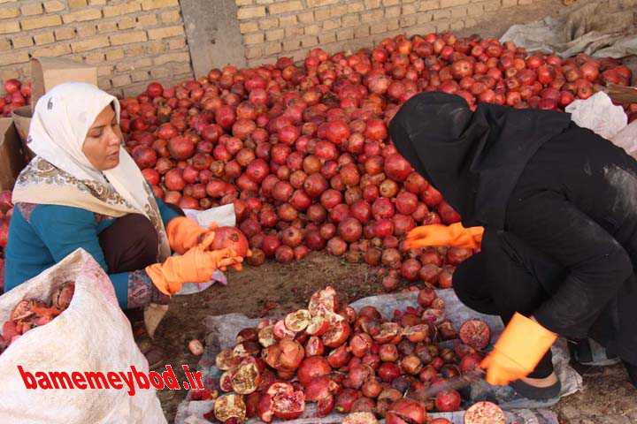 جشنواره انار