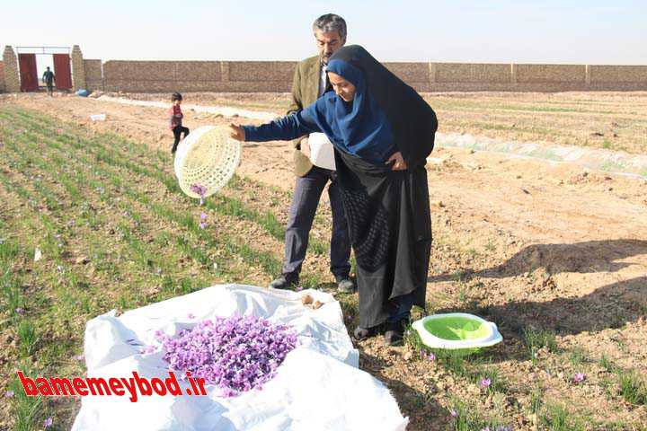 کاشت و برداشت زعفران